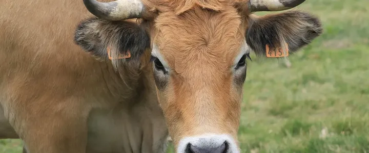 lip-implants-near-me