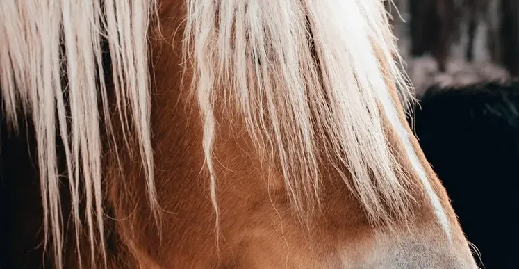 hair-botox