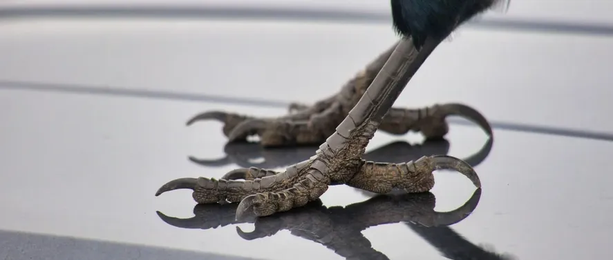 dermal-fillers-for-crows-feet