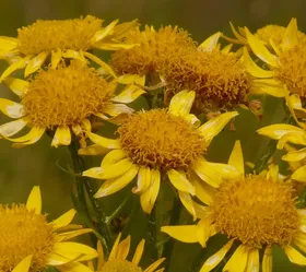 how much arnica to take before fillers 1
