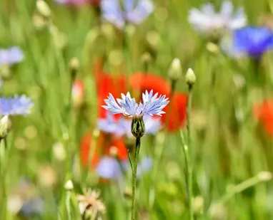 how-much-arnica-to-take-before-fillers