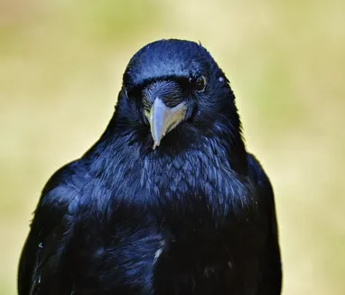 botox-for-crows-feet-1