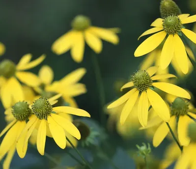 arnica for botox bruising 2