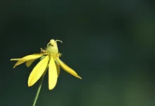 how much arnica to take before fillers 1