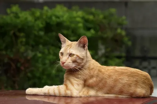 how-long-after-botox-can-you-lay-down-2