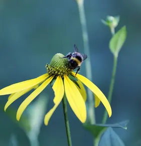 arnica-for-botox-bruising
