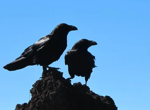 botox-for-crows-feet