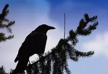 botox-for-crows-feet-2