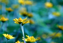 arnica for botox bruising 2