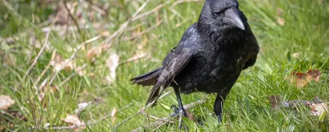 botox-for-crows-feet