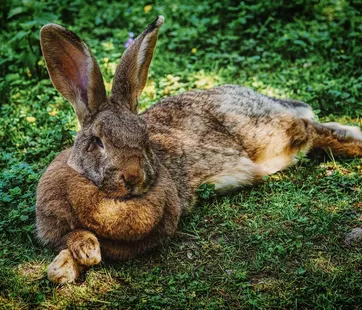 bunny-lines-botox-1