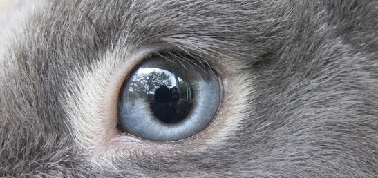 bunny-lines-botox
